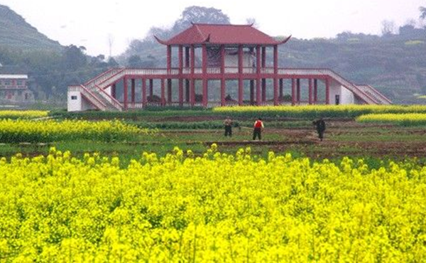 油菜花对中国乡村旅游的作用
