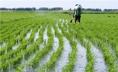 不同叶面肥对四川盆地推广杂交水稻品种经济性状及产量的影响