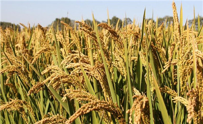 高温胁迫对水稻生长发育及经济性状的影响