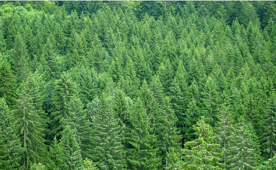 刍议加强陕西林业生态环境保护与建设